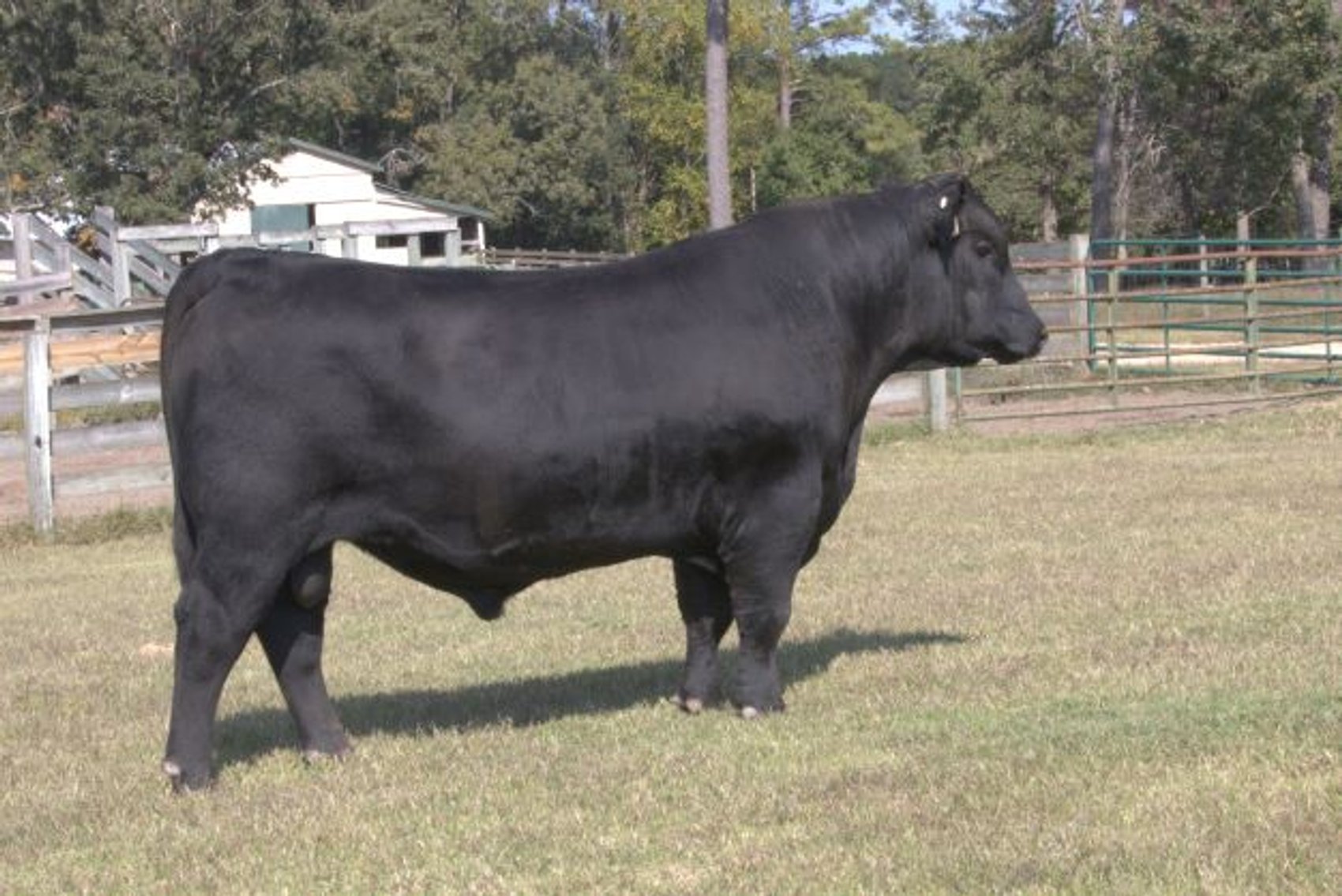 Image for Springfield Angus Bull Sale