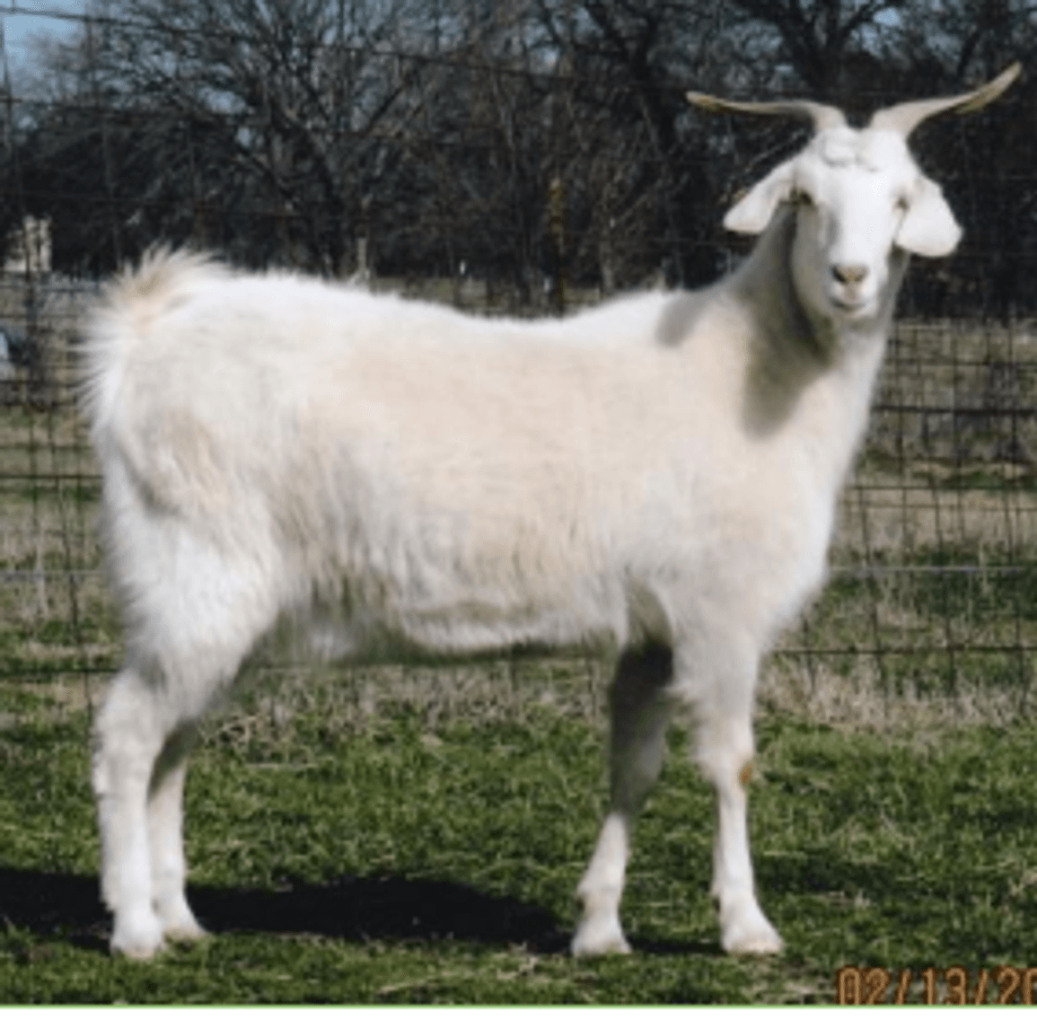 Image for 2023 Green Country Kiko Invitational Sale