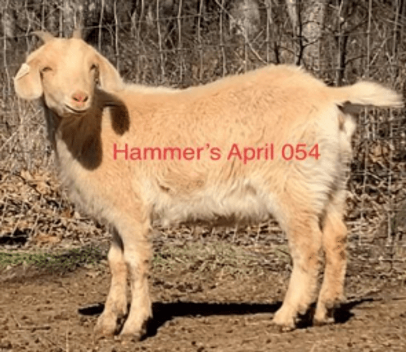 Image for 2023 Green Country Kiko Invitational Sale