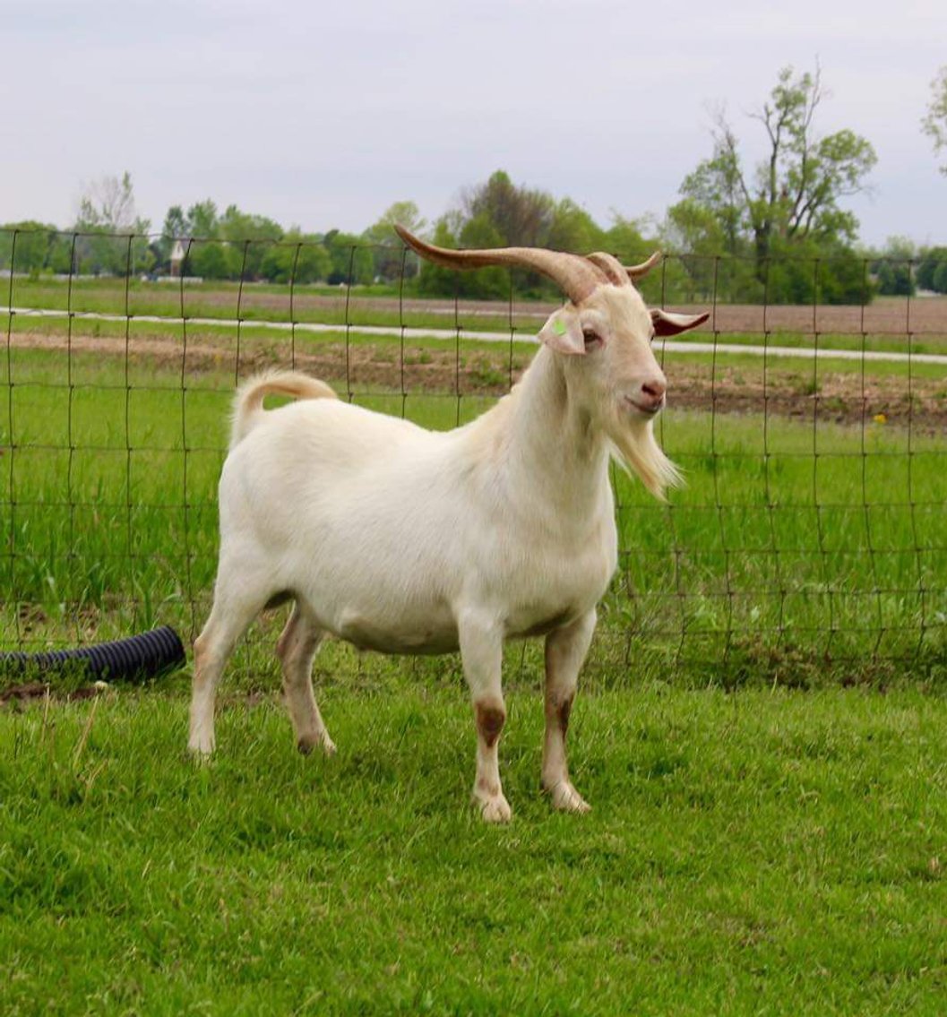 Image for Good As Gold Kikos - Easter Frozen Genetics  Hunt