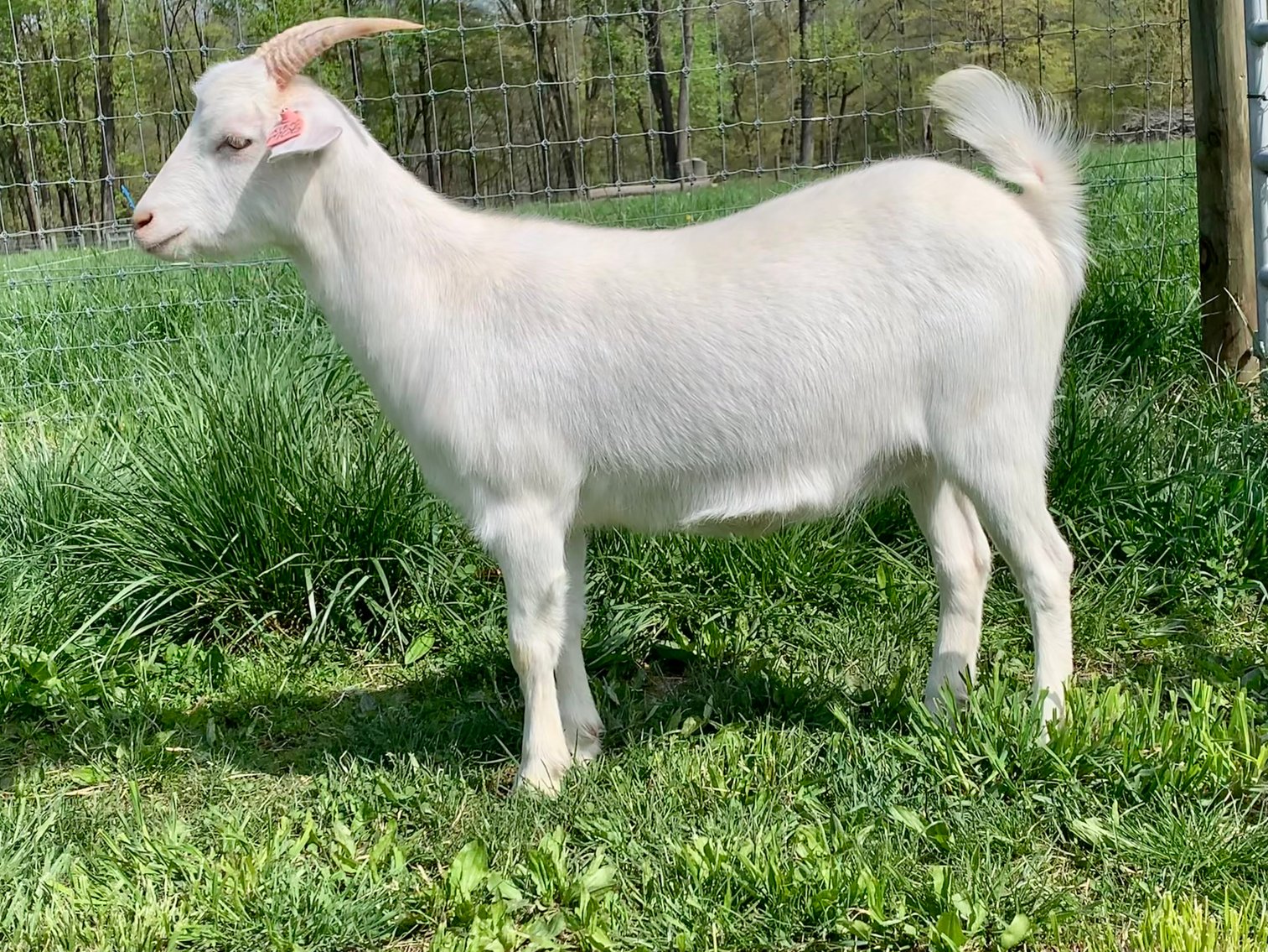 Image for 2023 Mountain Premier Invitational Kiko Sale