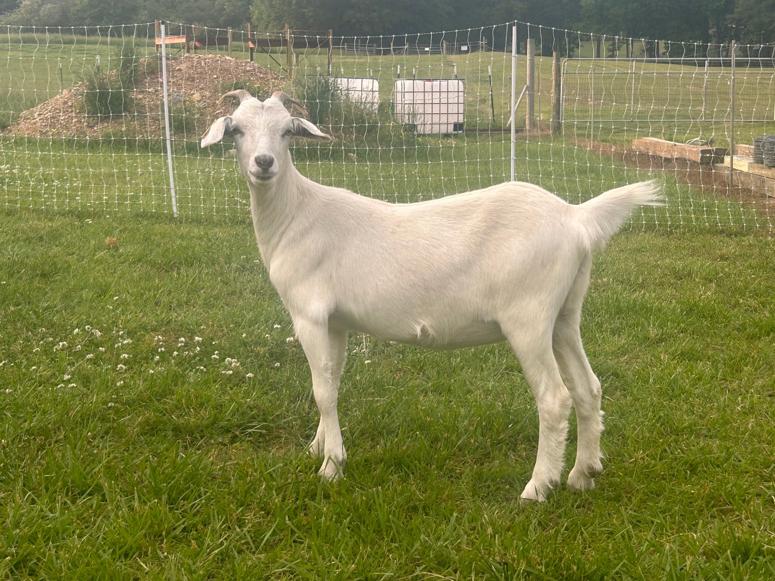 Image for 2023 AKGA - Breeders Showcase Sale