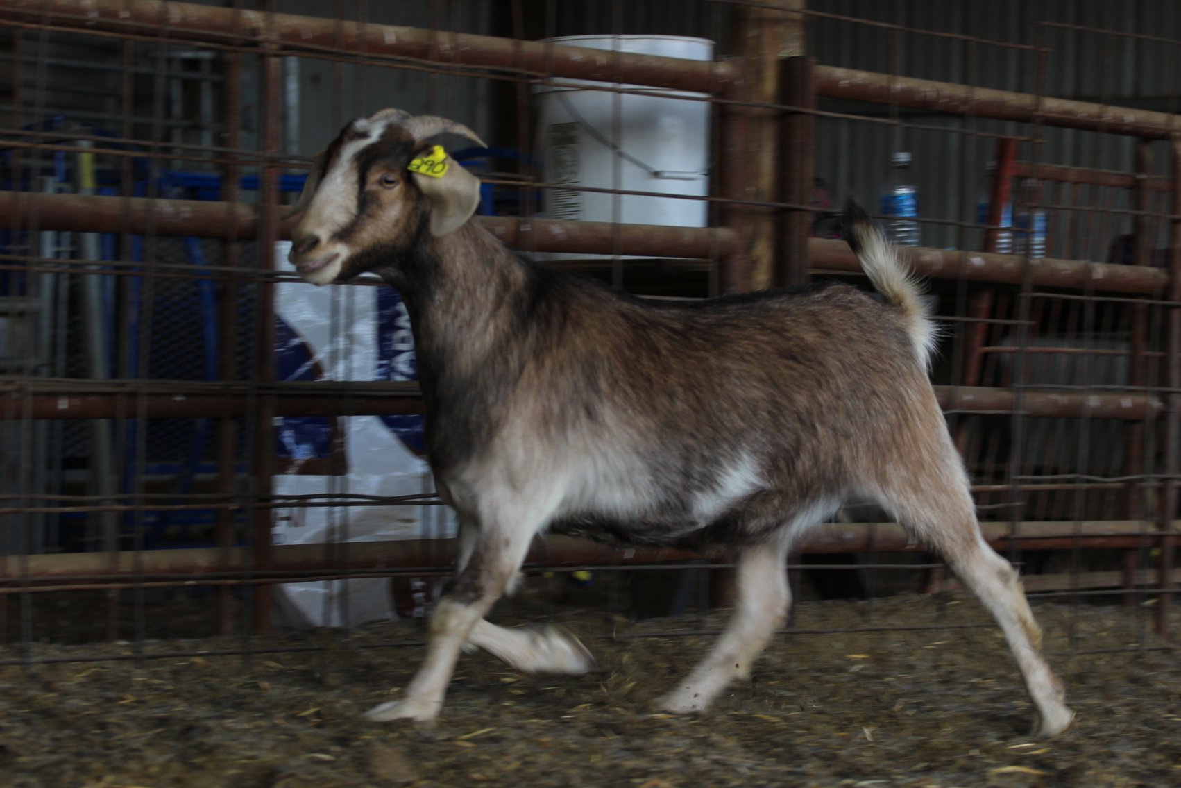 Image for 2023 Heartland Kiko Production Sale