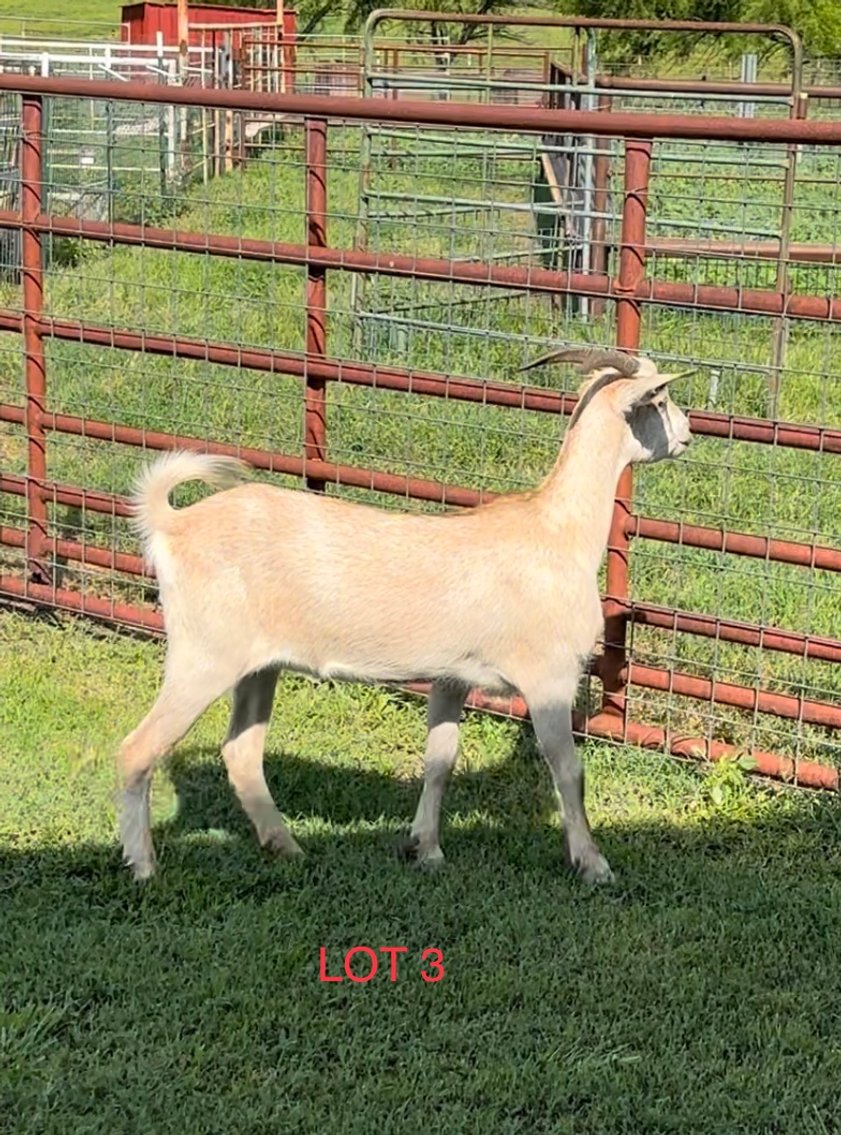 Image for 2023 Heartland Kiko Production Sale
