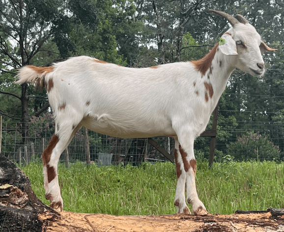 Image for 2023 Appalachian Kiko Invitational