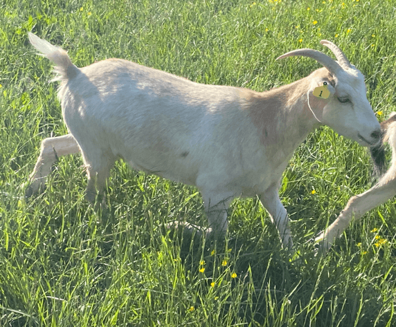 Image for 2023 Appalachian Kiko Invitational