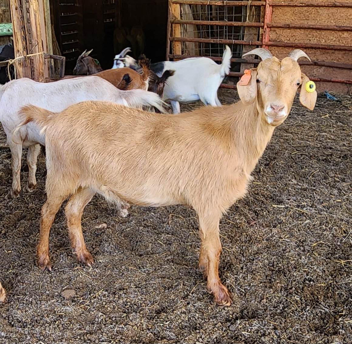 Image for 2023 Appalachian Kiko Invitational