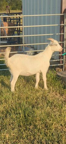 Image for 2023 Oklahoma Hills Kiko Invitational