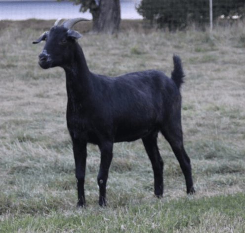 Image for 2023 Cream Of The Crop- Kiko Sale