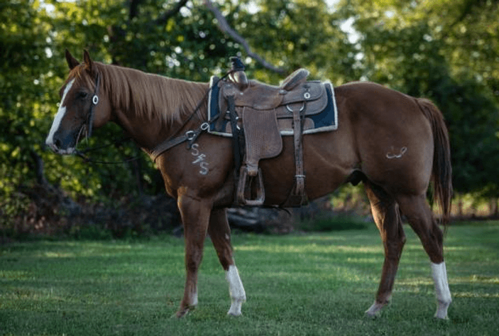Image for 2023 World Cup Rope Horse Sale