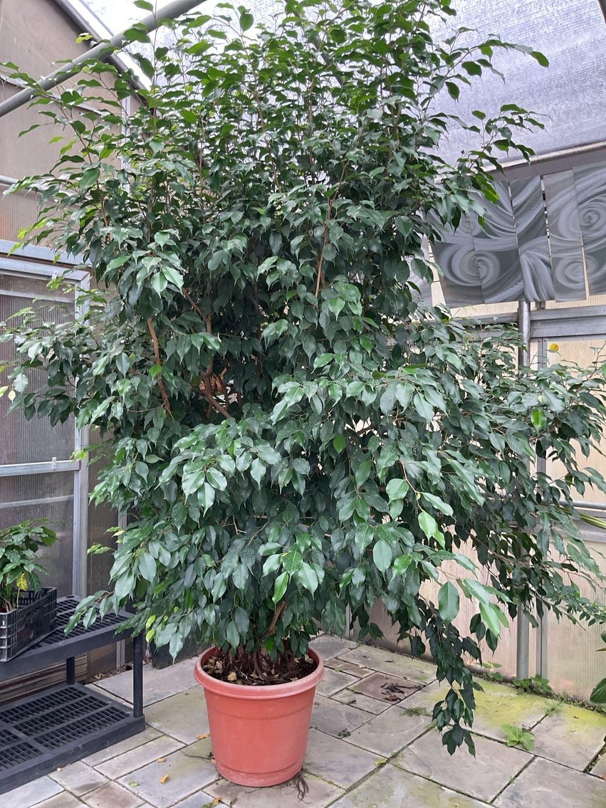 Image for Paxson Hill Farm Gardens and Nursery Part 1 | New Hope, PA | October 21, 2024 at 7:00 PM