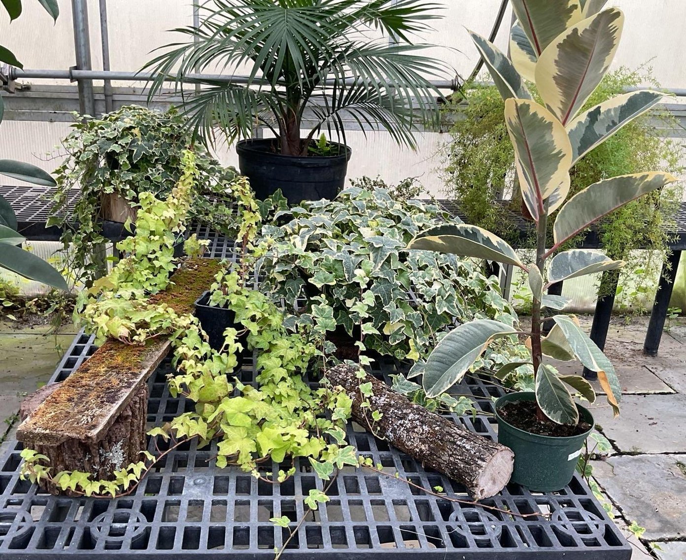 Image for Paxson Hill Farm Gardens and Nursery Part 1 | New Hope, PA | October 21, 2024 at 7:00 PM