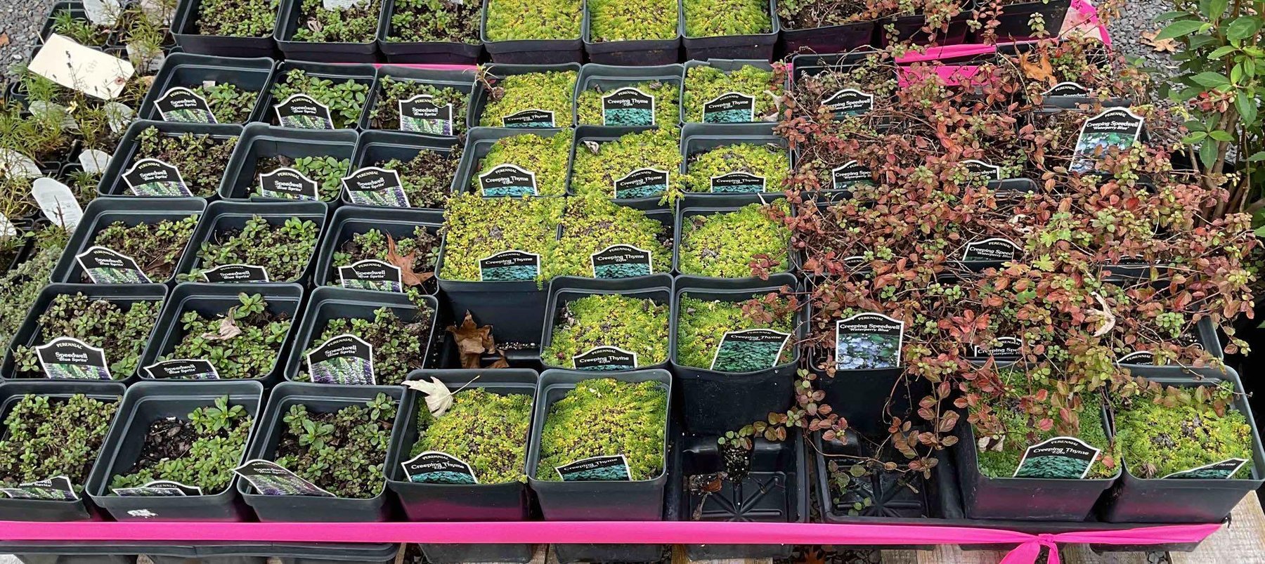 Image for Paxson Hill Farm Gardens and Nursery Part 1 | New Hope, PA | October 21, 2024 at 7:00 PM