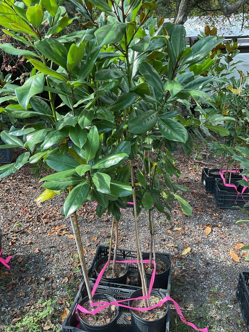 Image for Paxson Hill Farm Gardens and Nursery Part 1 | New Hope, PA | October 21, 2024 at 7:00 PM