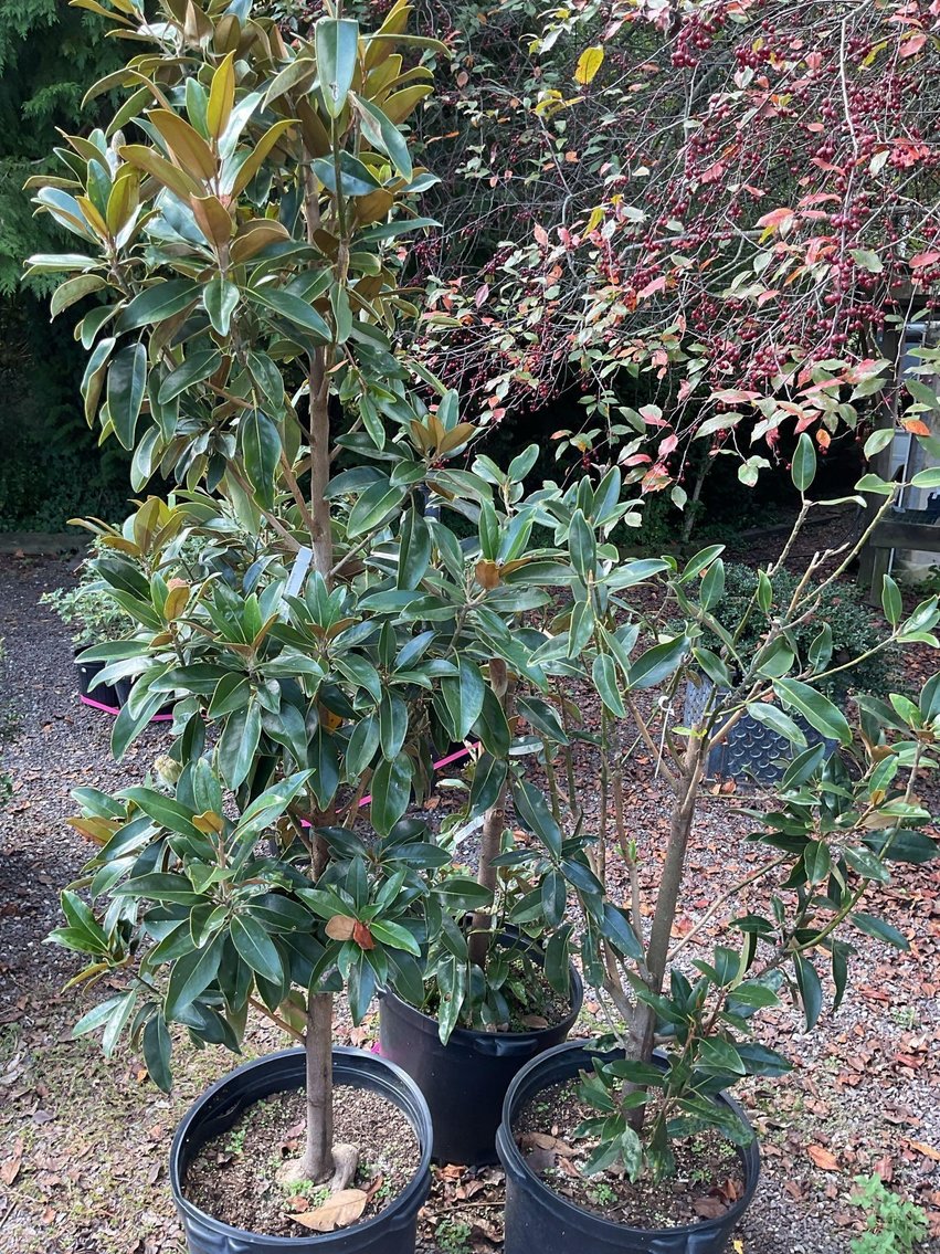 Image for Paxson Hill Farm Gardens and Nursery Part 1 | New Hope, PA | October 21, 2024 at 7:00 PM