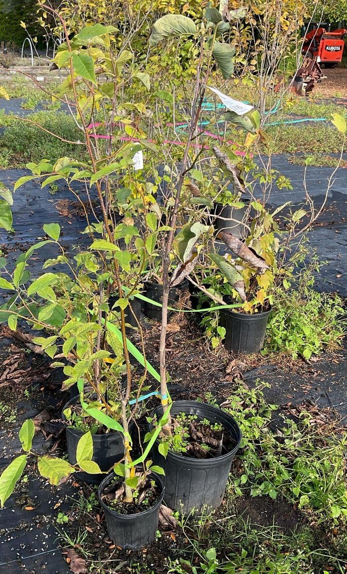 Image for Paxson Hill Farm Gardens and Nursery Part 2 | New Hope, PA | October 22, 2024 at 7:00 PM