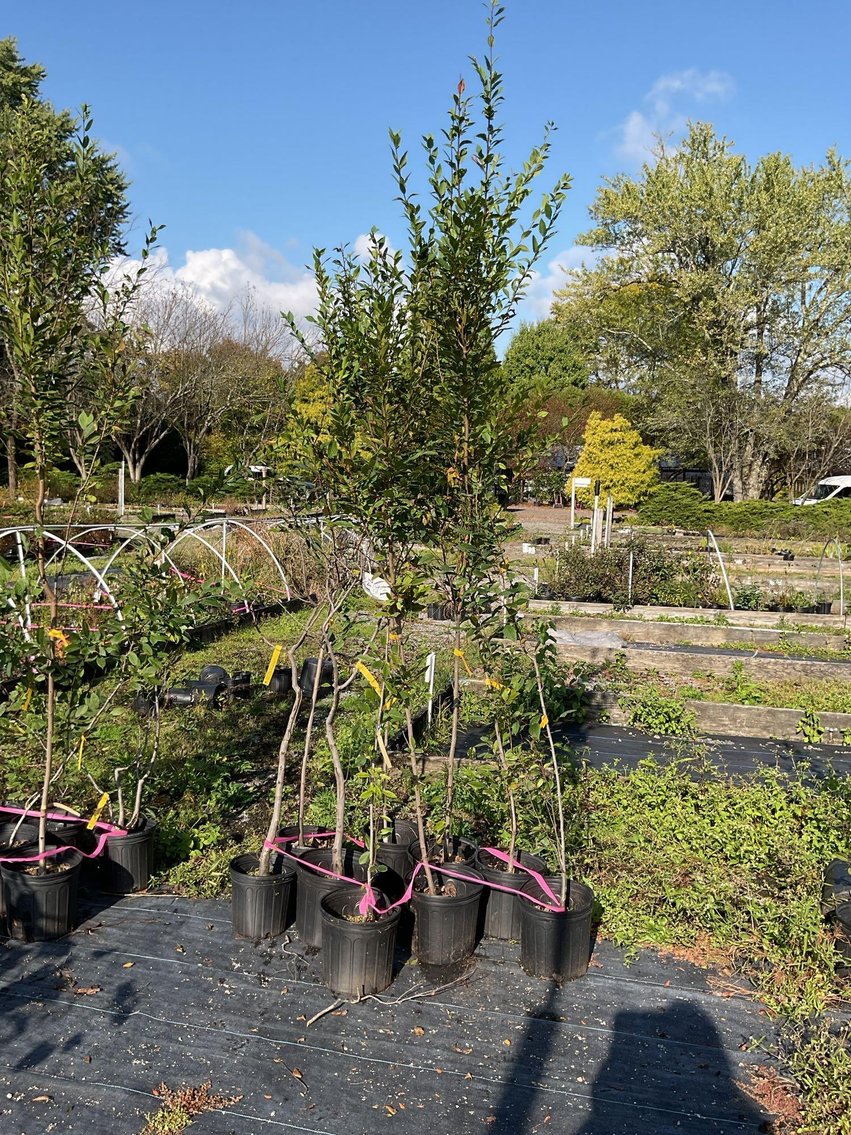 Image for Paxson Hill Farm Gardens and Nursery Part 2 | New Hope, PA | October 22, 2024 at 7:00 PM