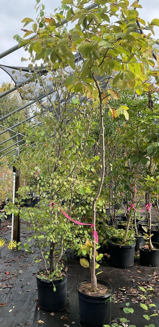 Image for Paxson Hill Farm Gardens and Nursery Part 2 | New Hope, PA | October 22, 2024 at 7:00 PM