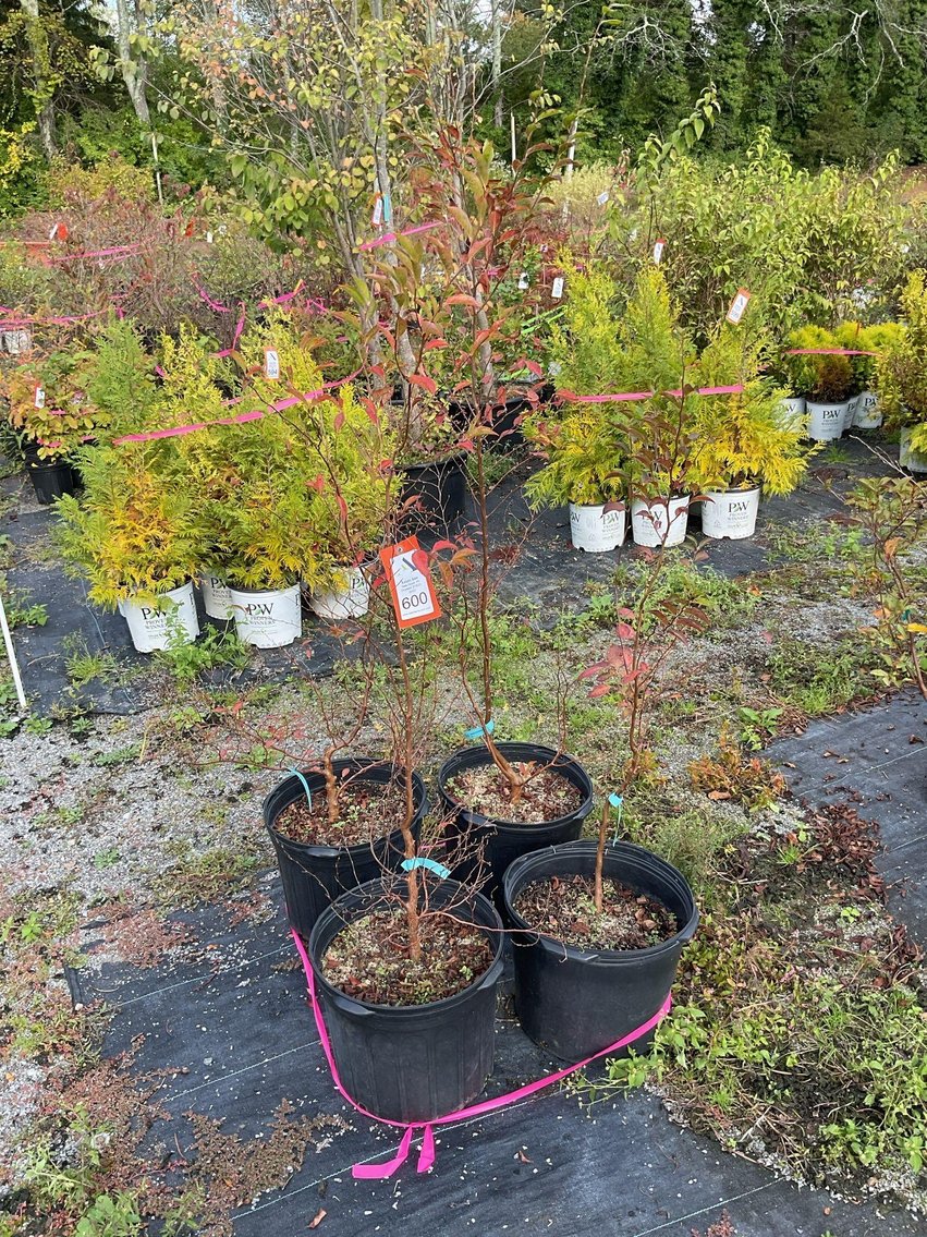 Image for Paxson Hill Farm Gardens and Nursery Part 2 | New Hope, PA | October 22, 2024 at 7:00 PM