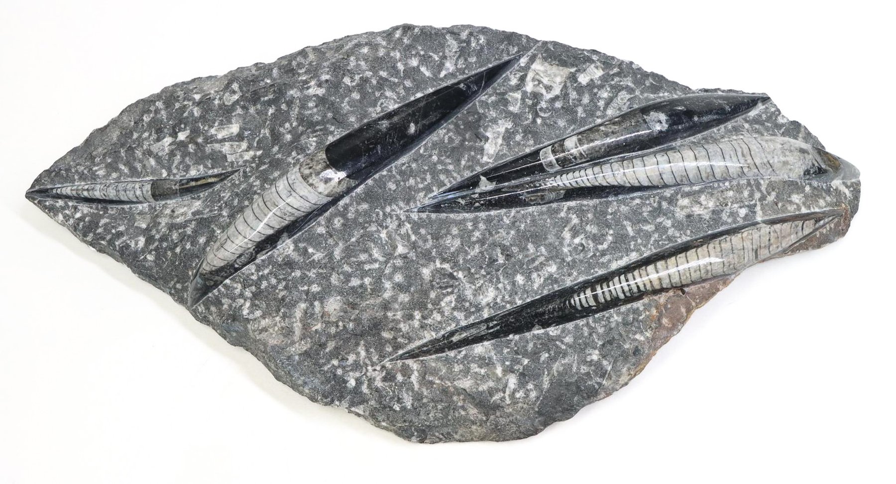 Image for Mineral Specimens | Part 1 | December 3, 2024 at 10:00 AM