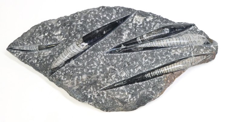 Image for Mineral Specimens | Part 1 | December 3, 2024 at 10:00 AM