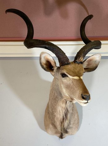 Image for Firearm and Sporting Accessories, Militaria, and Taxidermy | January 8, 2025 at 7:00 PM