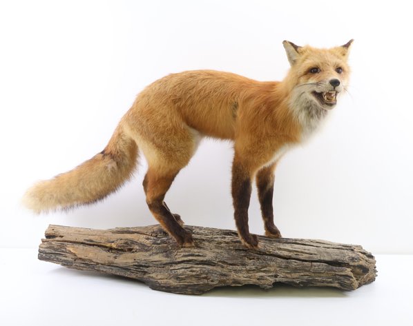 Image for Firearm Accessories, Ammunition, Sporting, and Military | June 17, 2025 at 7:00 PM