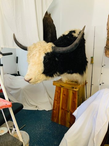 Image for Taxidermy & More-Colorado Springs