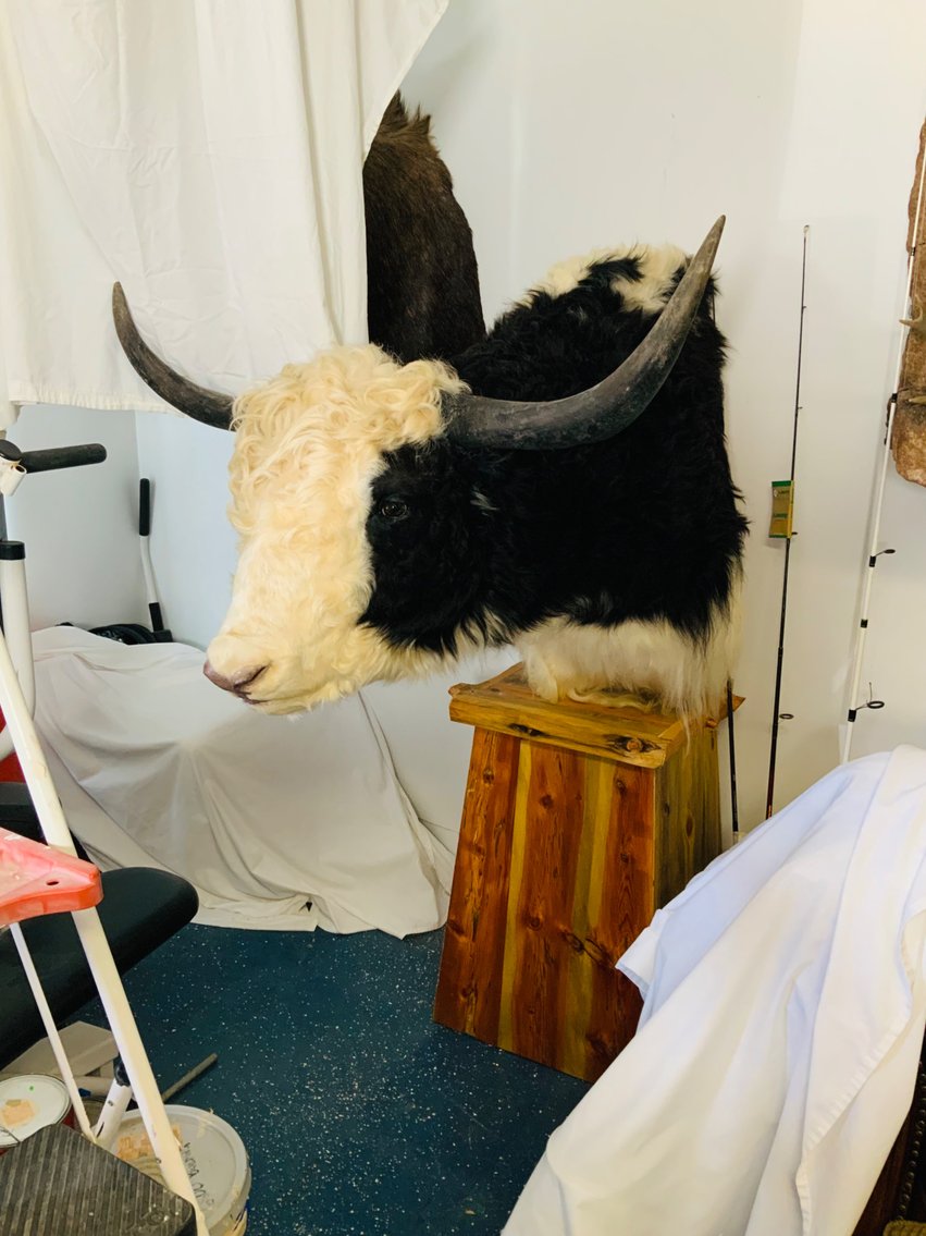 Image for Taxidermy & More-Colorado Springs