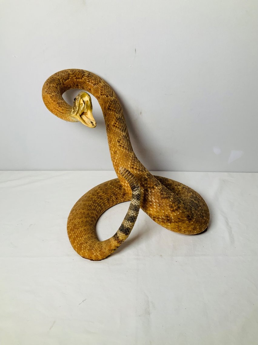 Image for Taxidermy & More-Colorado Springs