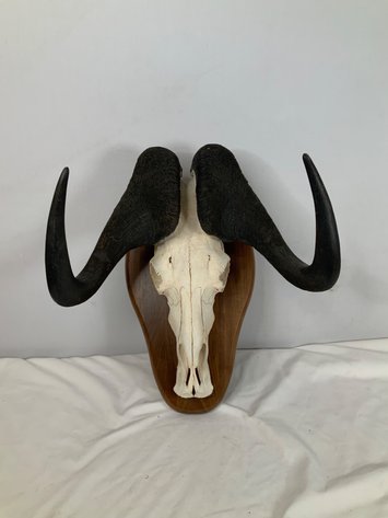 Image for Taxidermy Monument