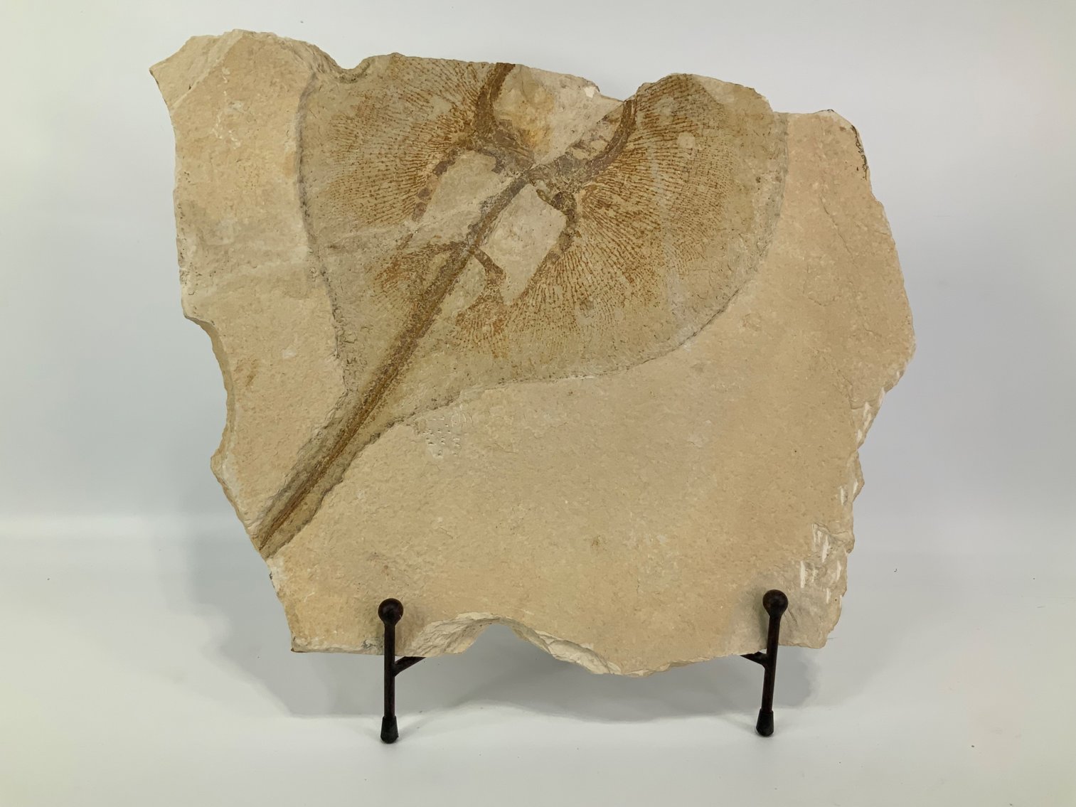 Image for Delightful Discoveries October 2024