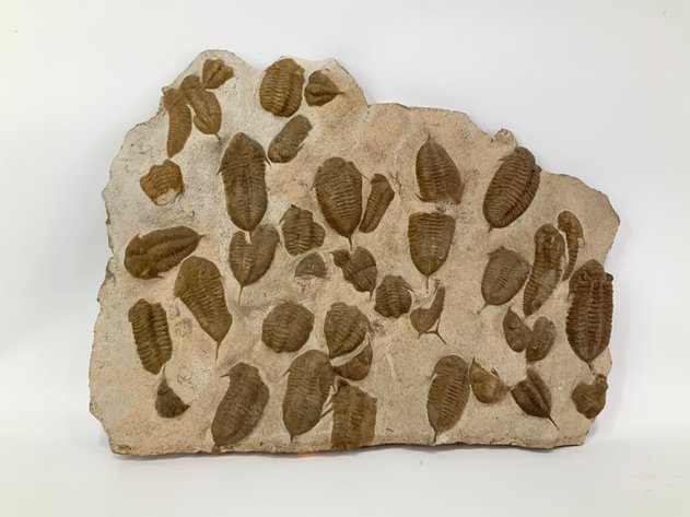 Image for Delightful Discoveries October 2024