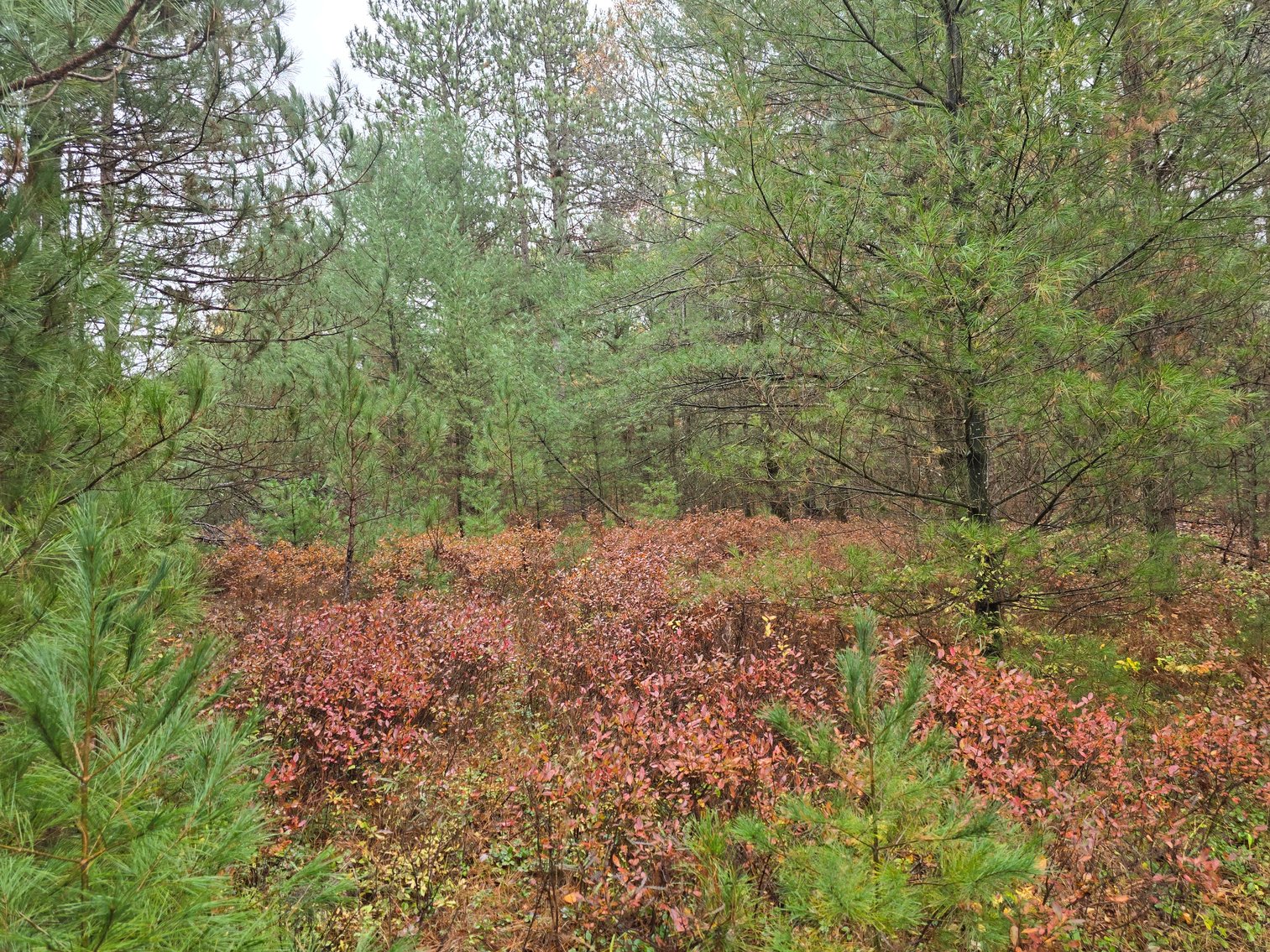 Image for SOLD!!!   20 Acres Hunting Land