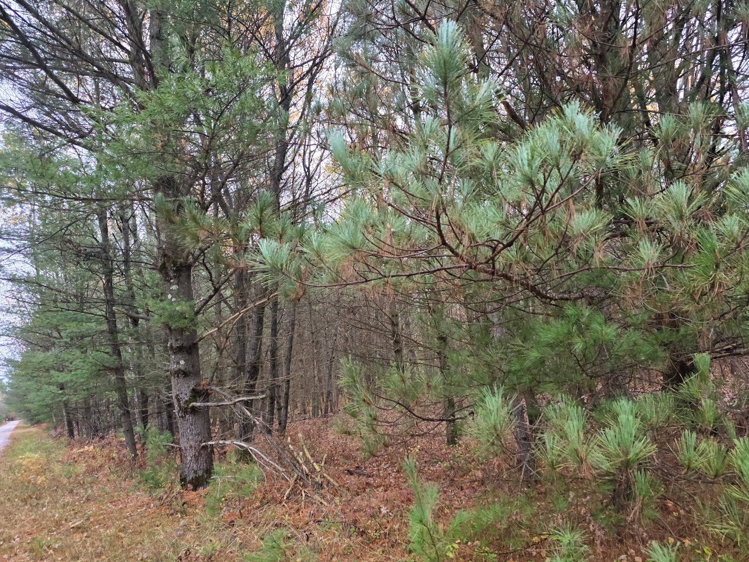 Image for SOLD!!!   20 Acres Hunting Land