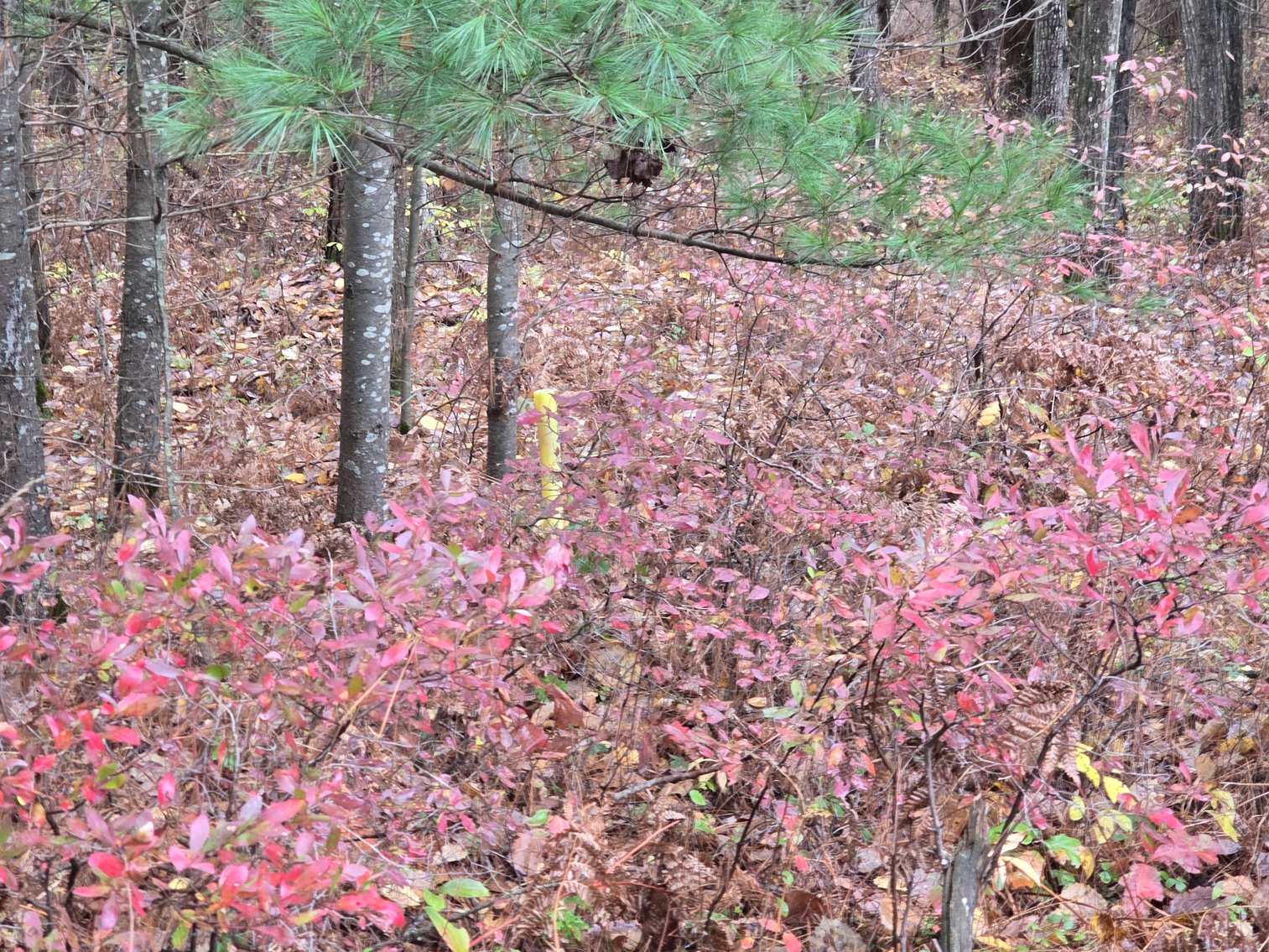 Image for SOLD!!!   20 Acres Hunting Land