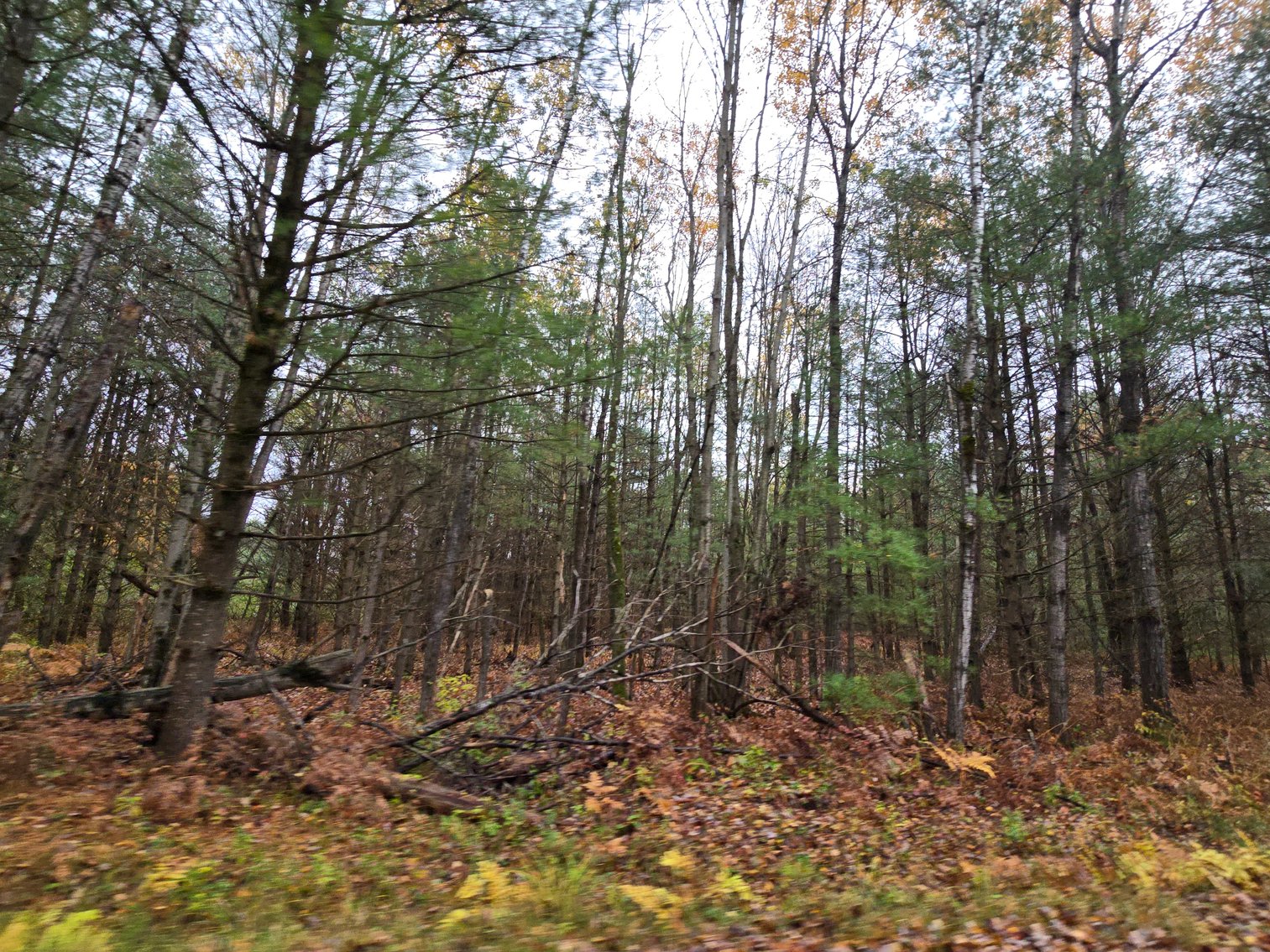 Image for SOLD!!!   20 Acres Hunting Land