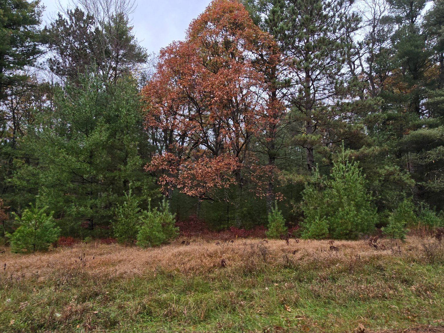 Image for SOLD!!!   20 Acres Hunting Land