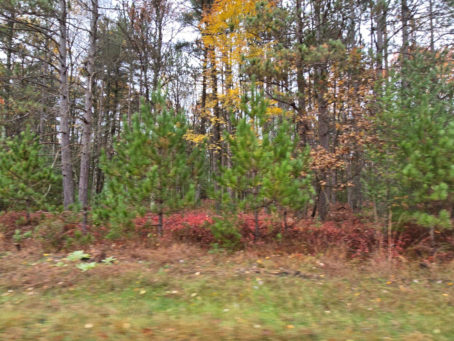 Image for SOLD!!!   20 Acres Hunting Land