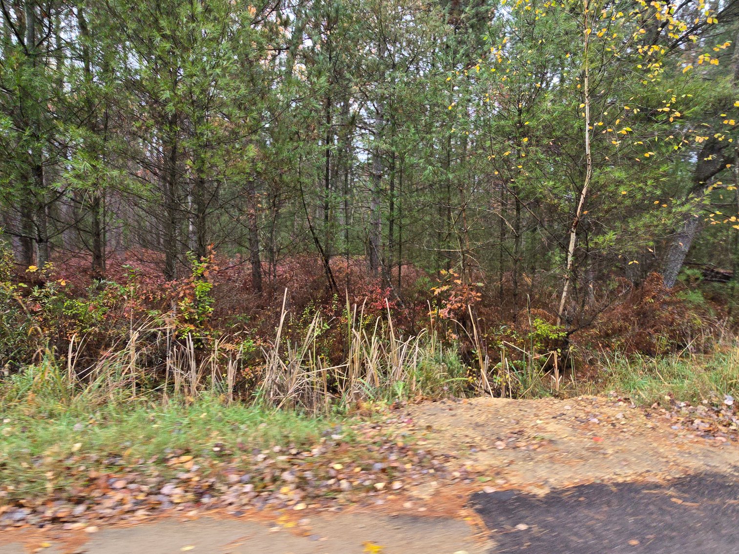 Image for SOLD!!!   20 Acres Hunting Land