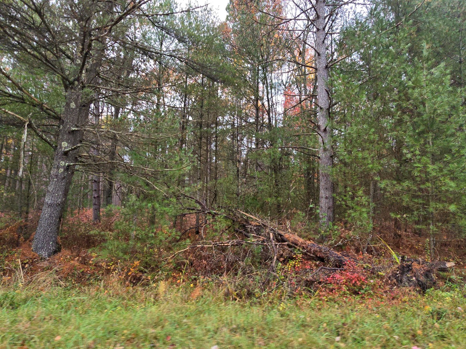 Image for SOLD!!!   20 Acres Hunting Land