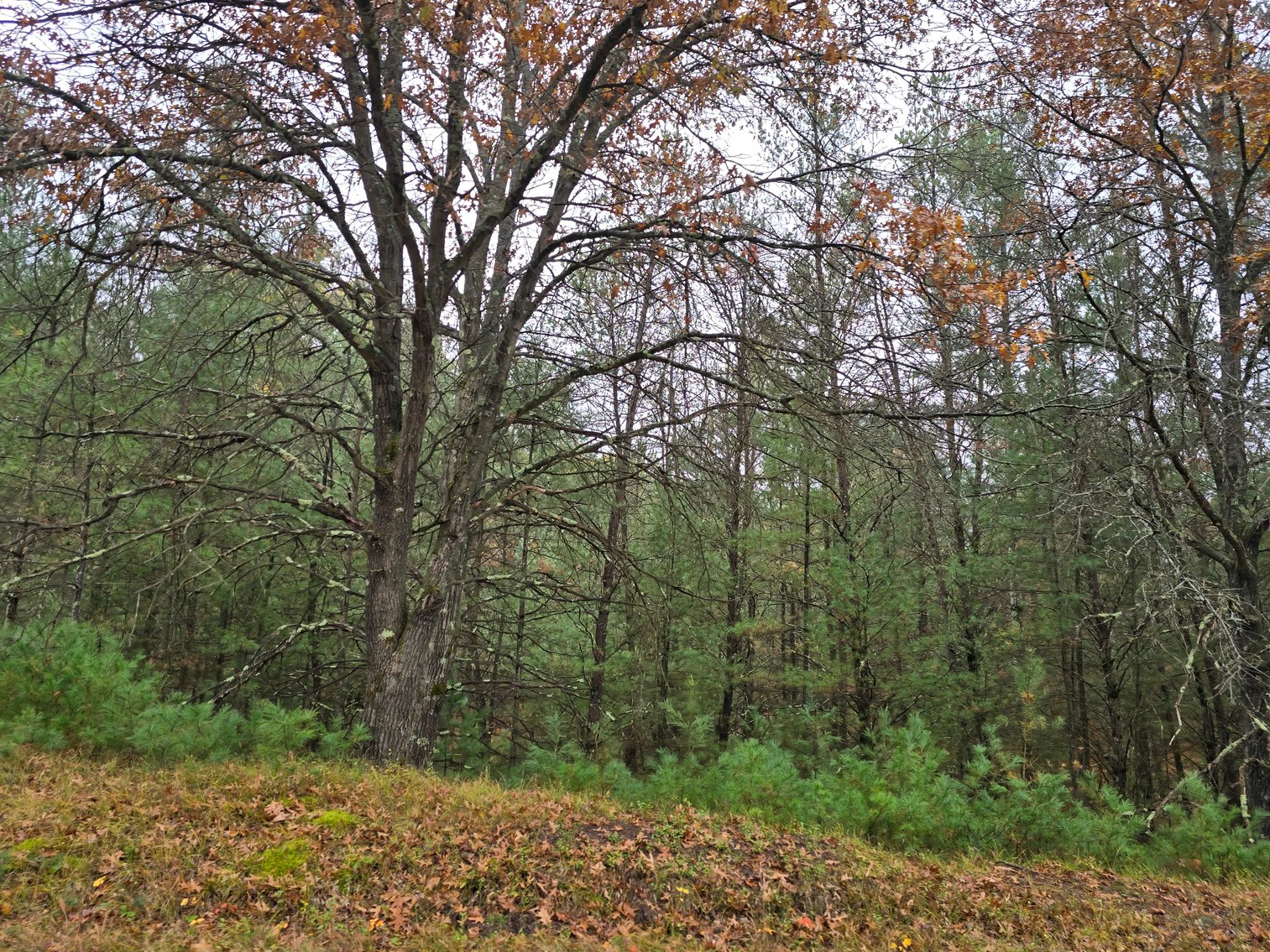 Image for SOLD!!!   20 Acres Hunting Land