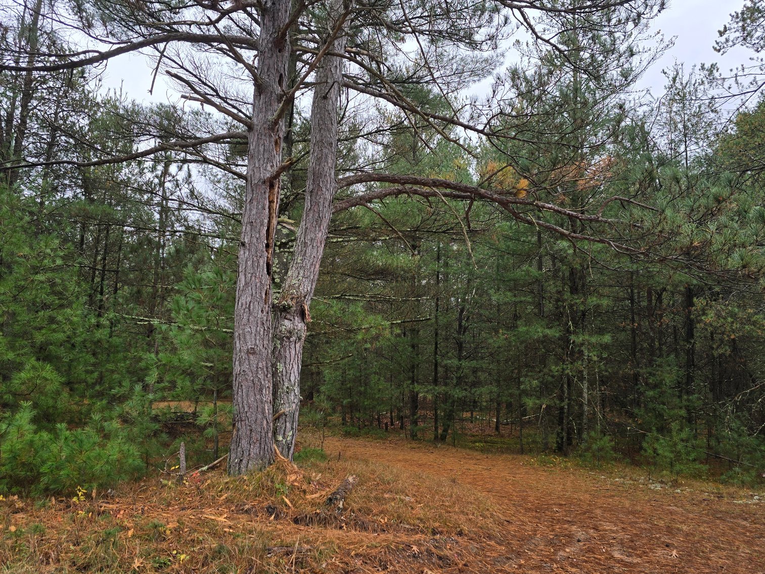 Image for SOLD!!!   20 Acres Hunting Land