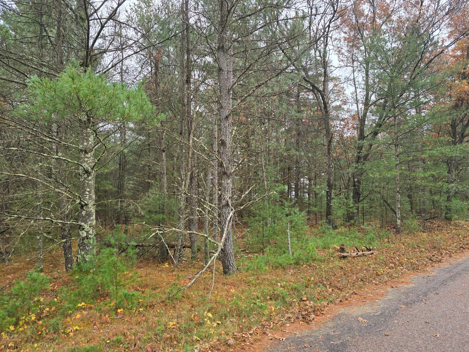 Image for SOLD!!!   20 Acres Hunting Land