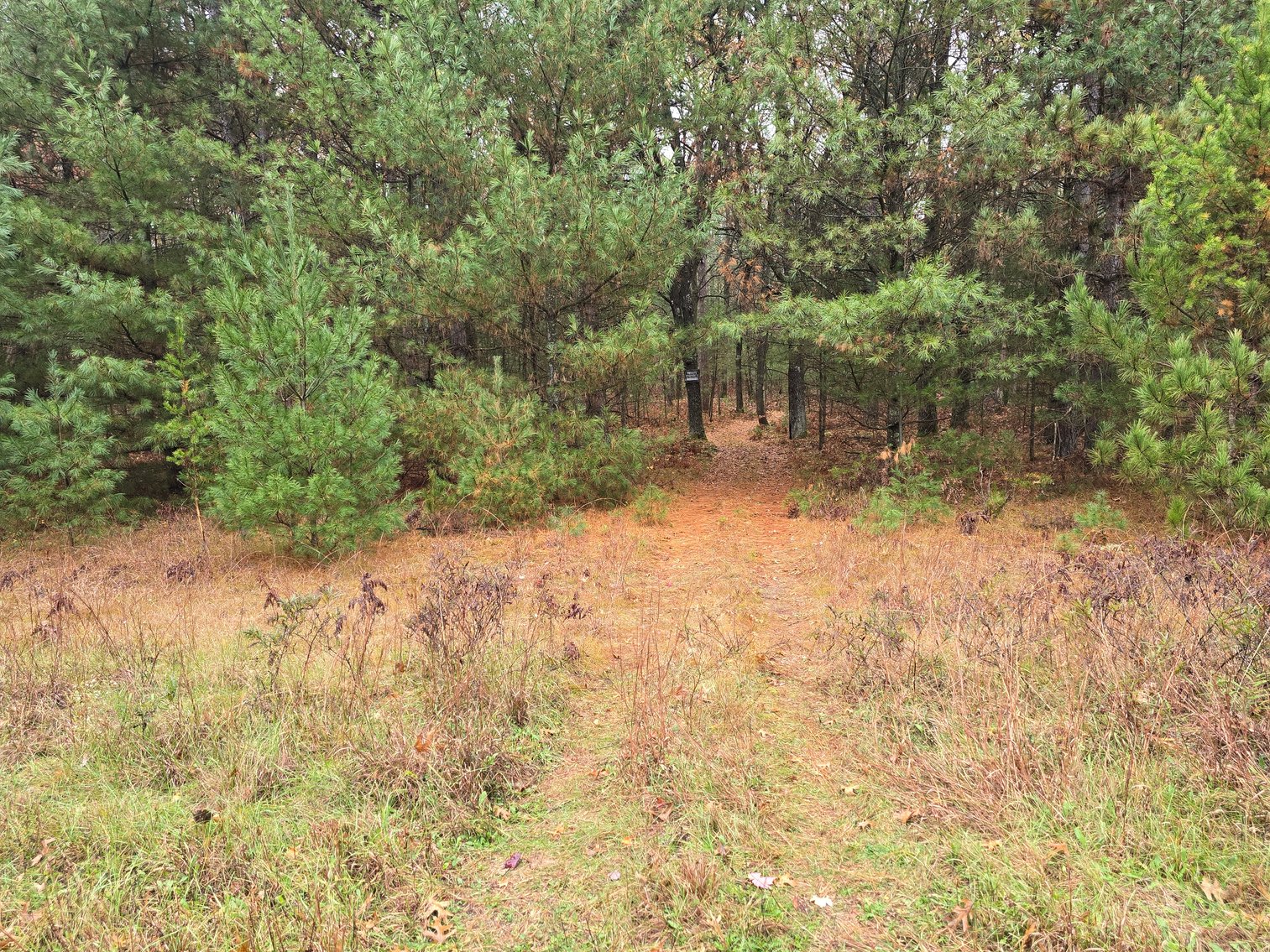 Image for SOLD!!!   20 Acres Hunting Land