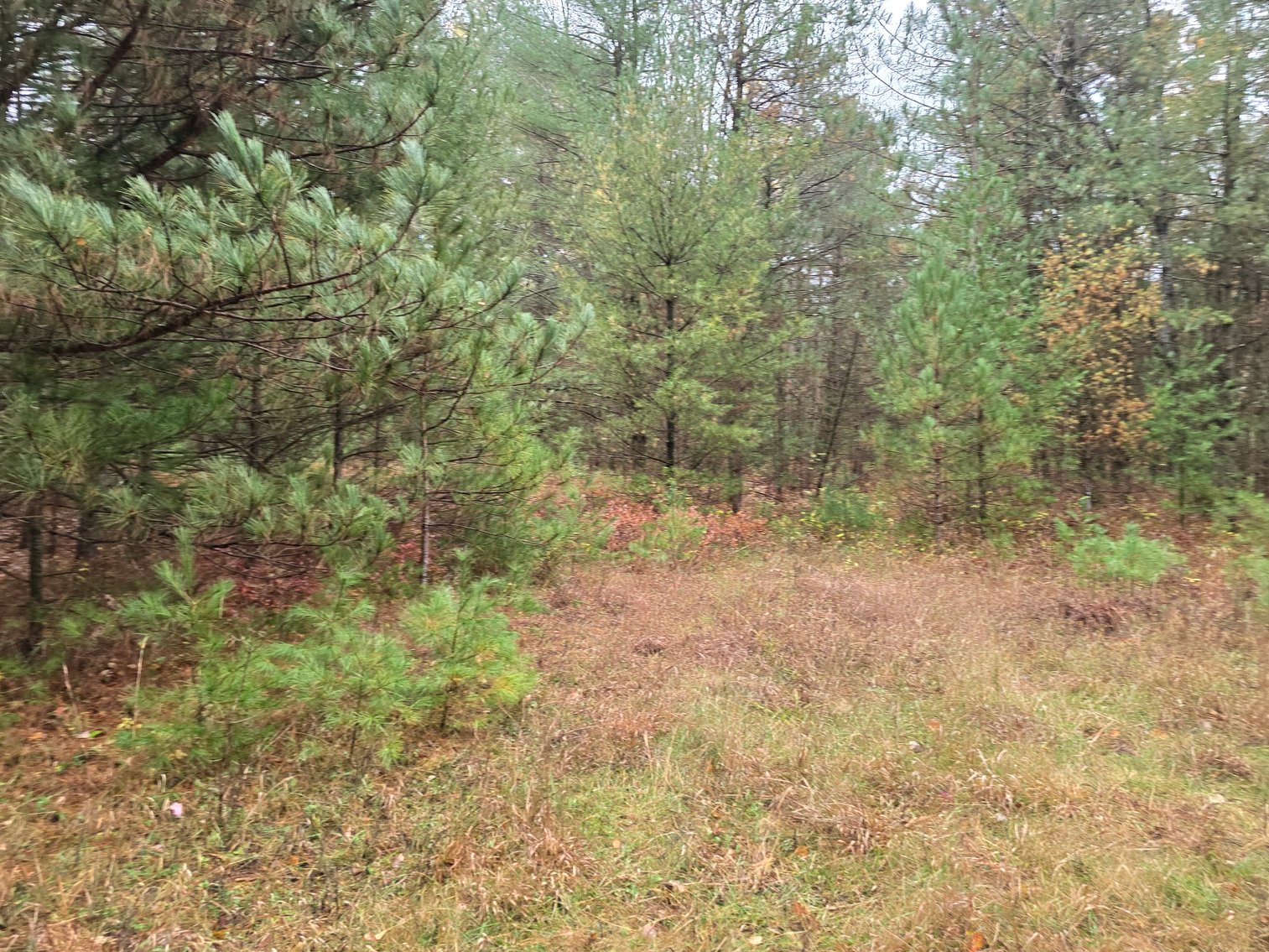 Image for SOLD!!!   20 Acres Hunting Land