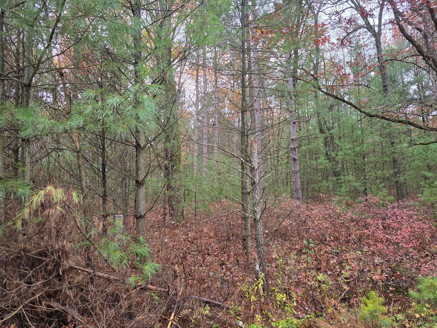 Image for SOLD!!!   20 Acres Hunting Land