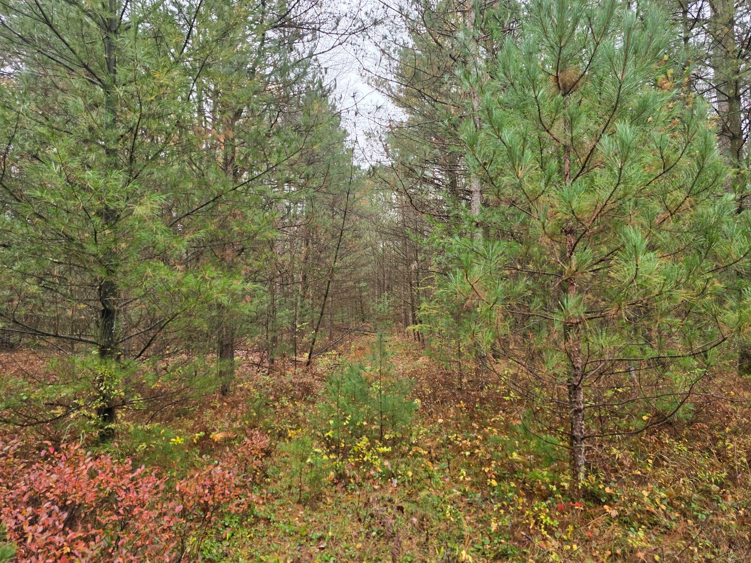 Image for SOLD!!!   20 Acres Hunting Land