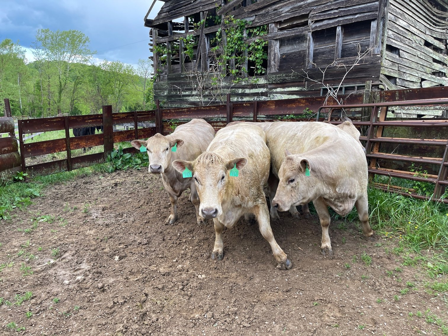 Image for Farm Equipment & Herd Dispersal