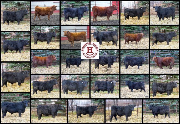 Image for 2024 Haugestuen Ranches Build Your Herd Auction